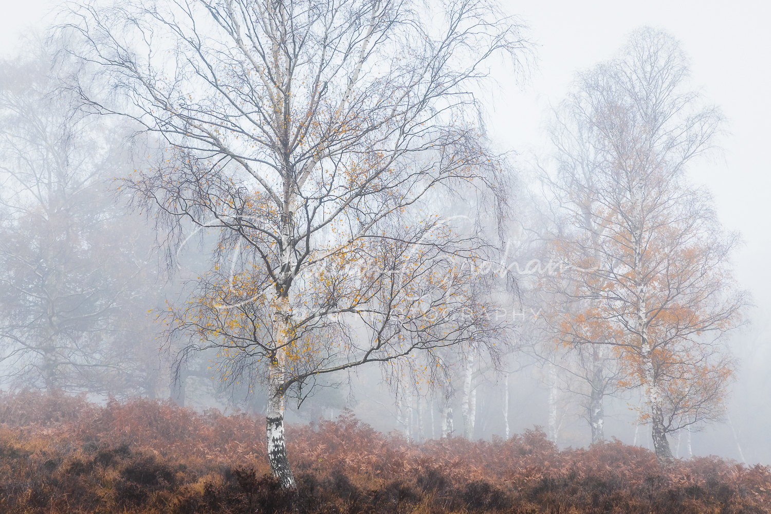 The New Forest