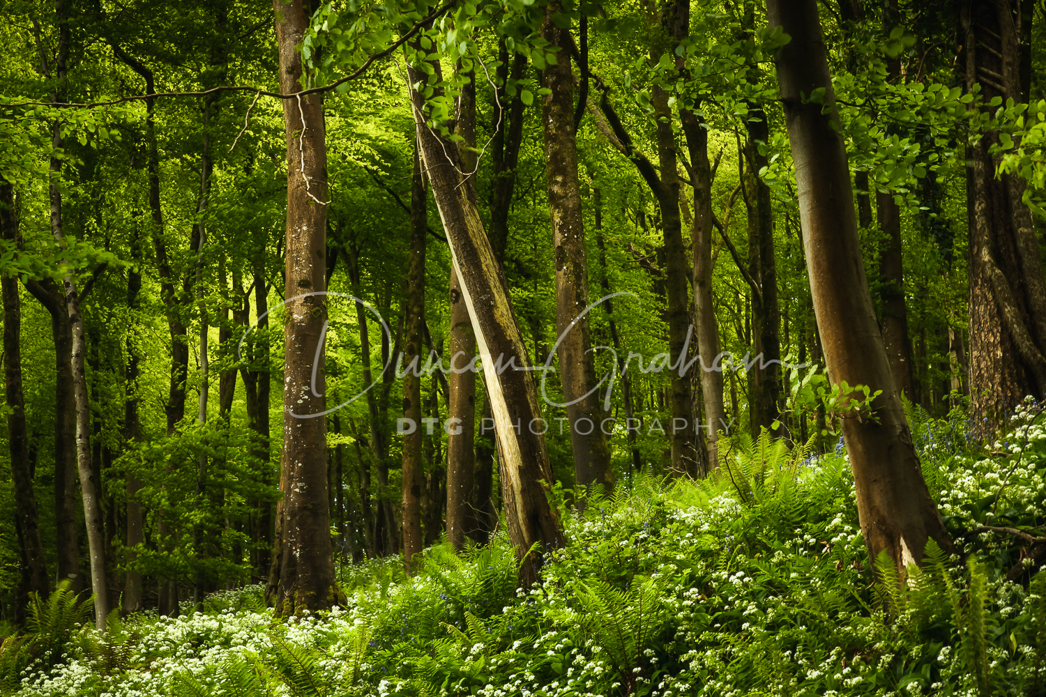 Dorset Landscapes