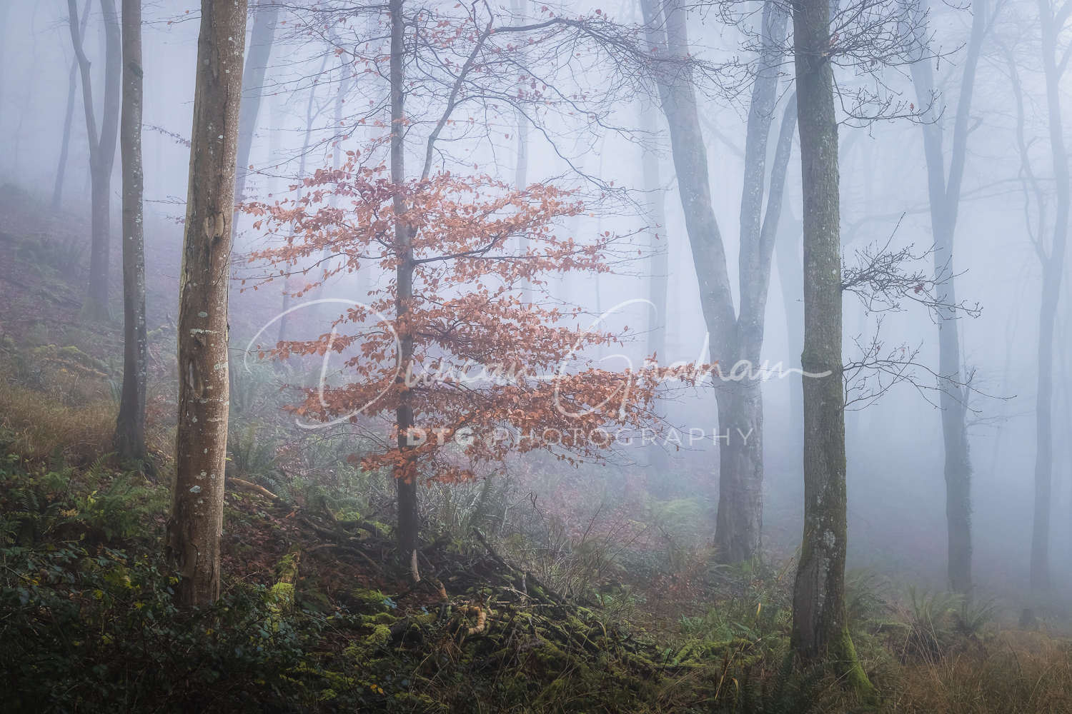 Dorset Landscapes