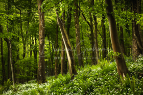 Dorset Landscapes