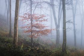 Dorset Landscapes