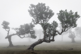 Madeira